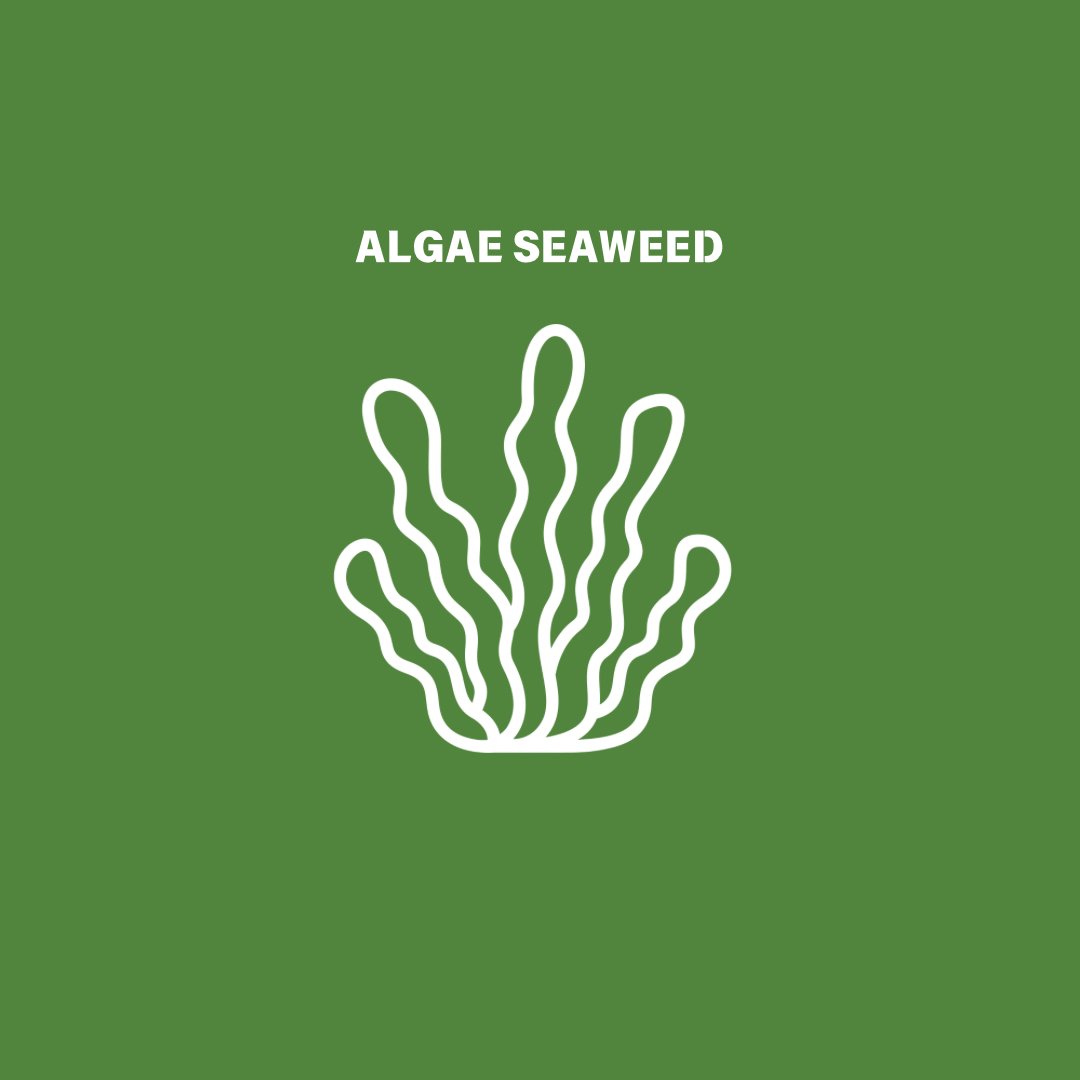 Algae Seaweed