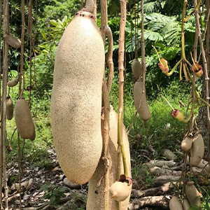 Kigelia Africana - Choose Form