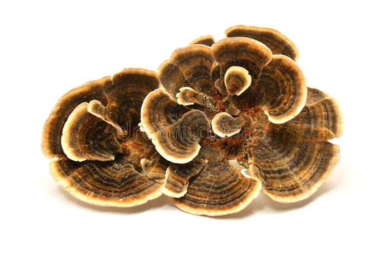 Turkey Tail Mushroom Organic-50 Capsules 650mg Each